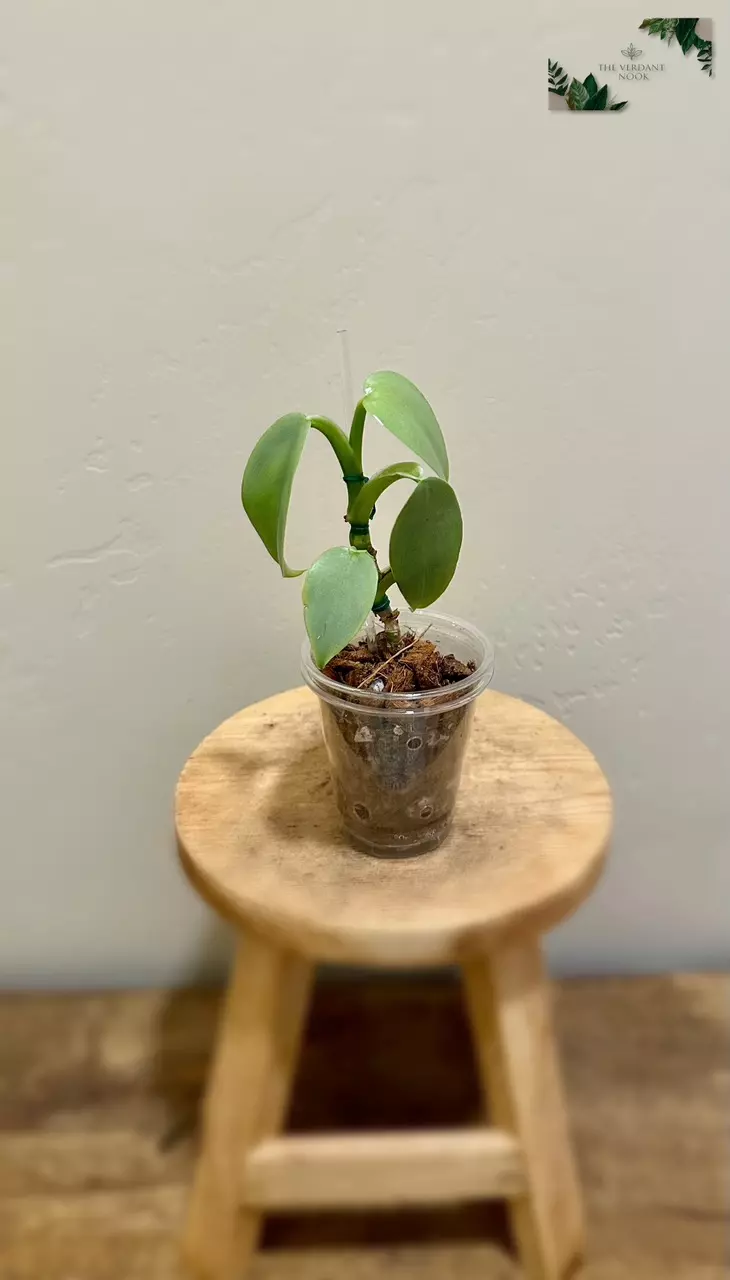 plant/Philodendron ‘Silver Sword’ | Climbing Philodendron Hastatum-0