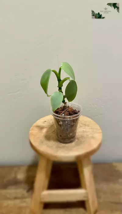 plant/Philodendron ‘Silver Sword’ | Climbing Philodendron Hastatum-0-thumbnail