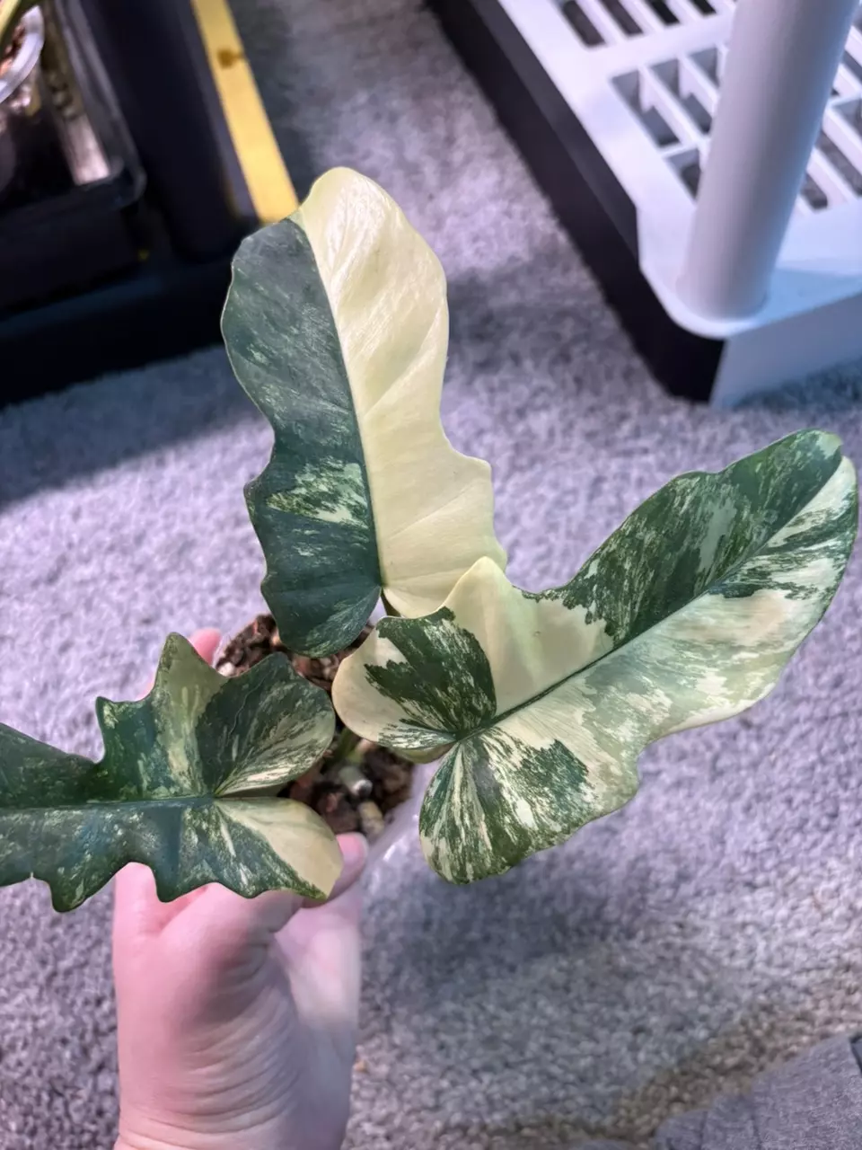 plant/Florida x Mayoi-1