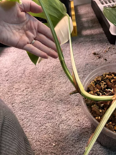 plant/Monstera Albo-5-thumbnail