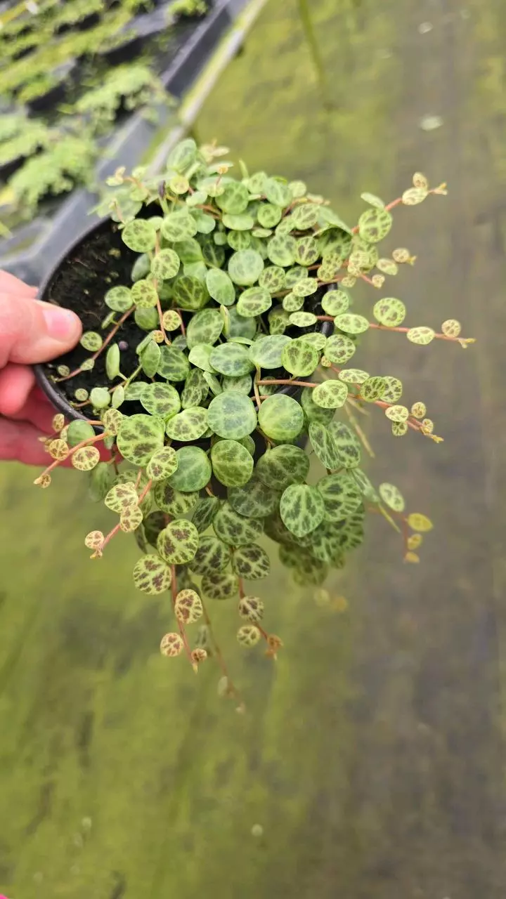 plant/String of Turtles-0