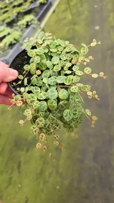 plant/String of Turtles-0-thumbnail