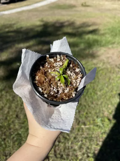 plant/(Rokko x boschiana) x veitchii) x veitchii(m) pink x veitchii x candy dreams SG-0-thumbnail