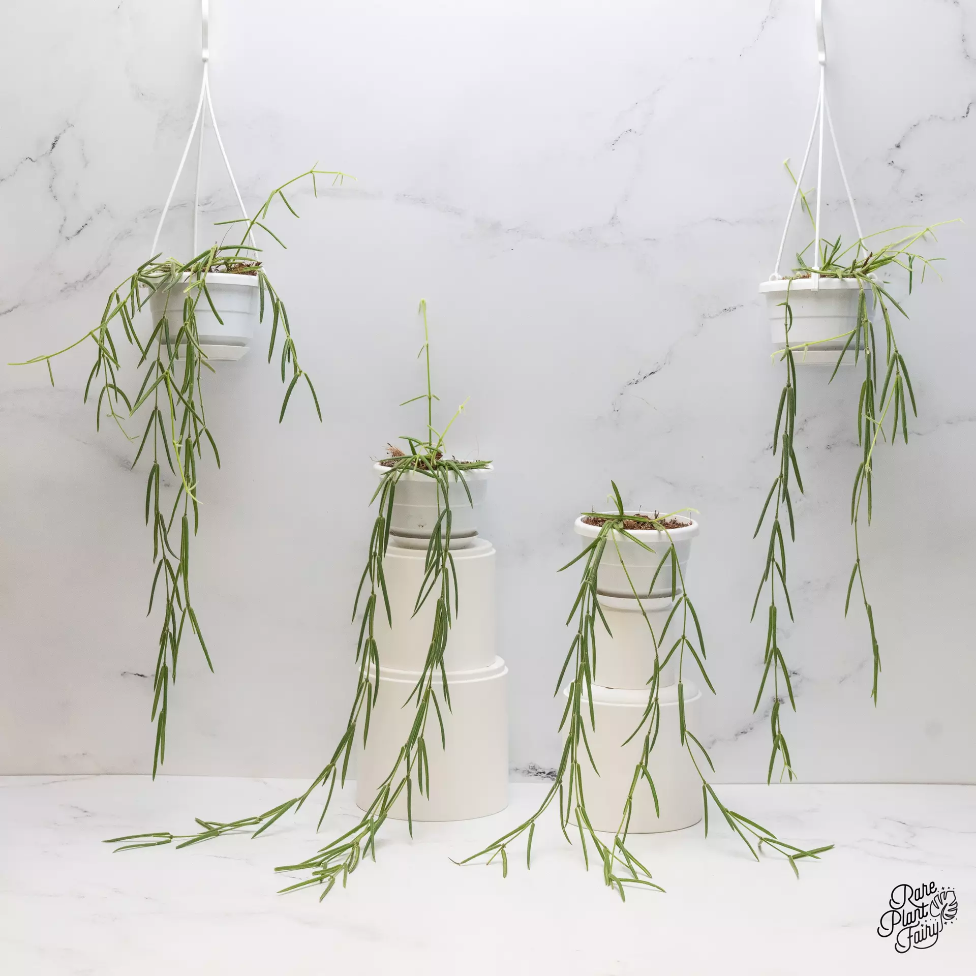 plant/Hoya linearis *Grower's Choice*-0