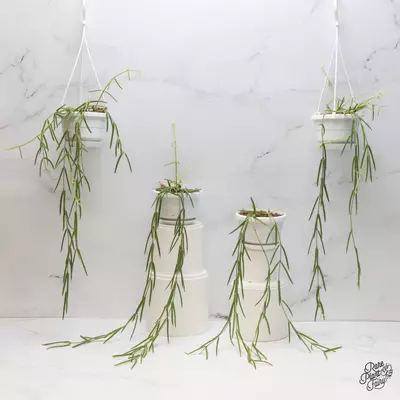 plant/Hoya linearis *Grower's Choice*-0-thumbnail