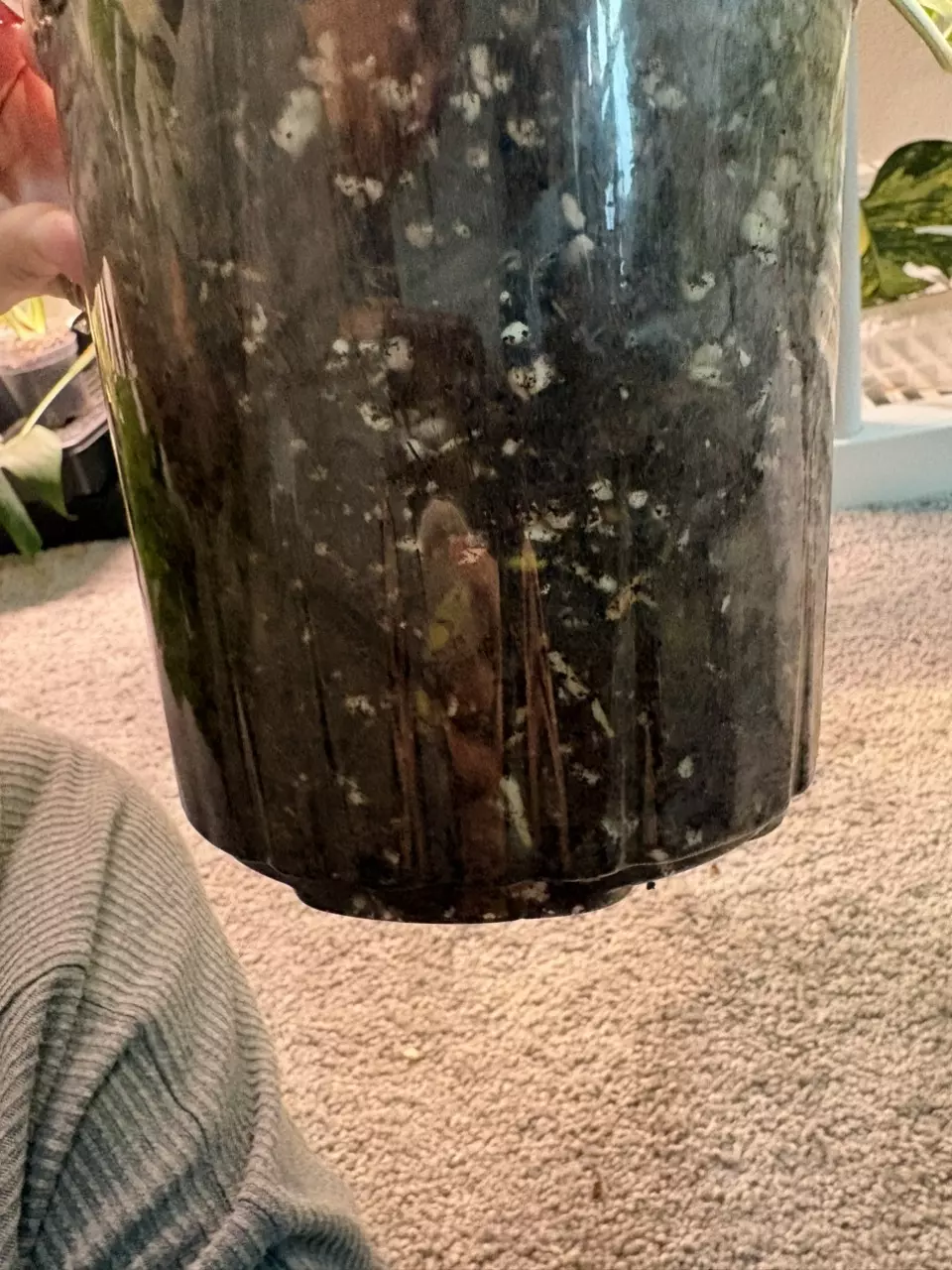 plant/Monstera Albo-6