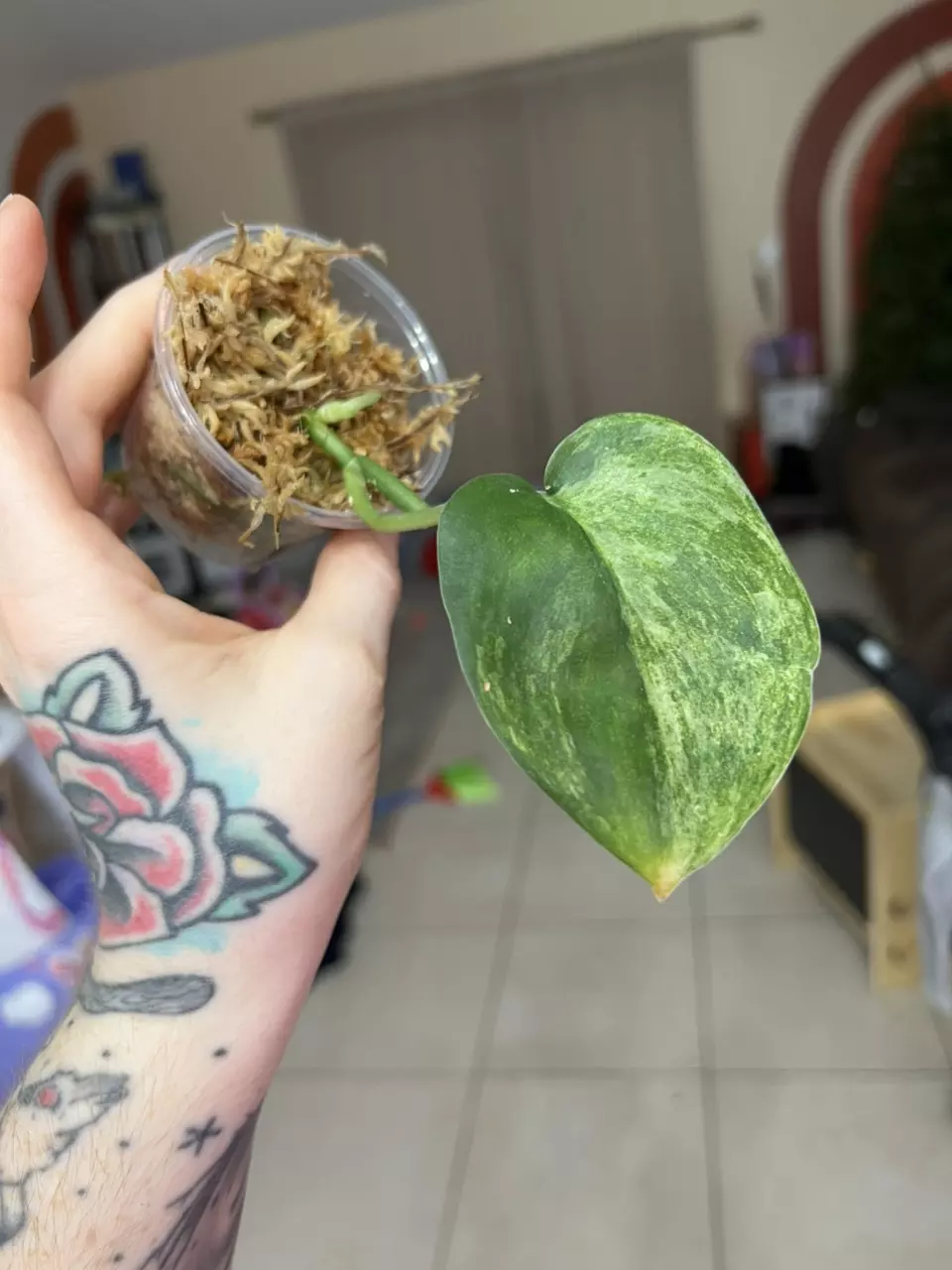 plant/Exotica Albo, Platinum tricolor, dark form tricolor, black dragon & parahyangan-4