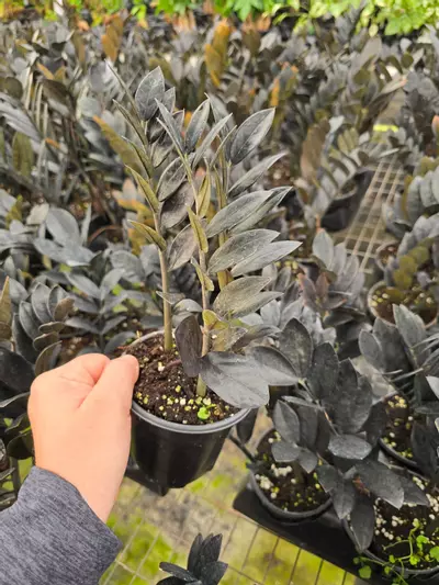 plant/ZZ plant BLACK 4in GC-0-thumbnail