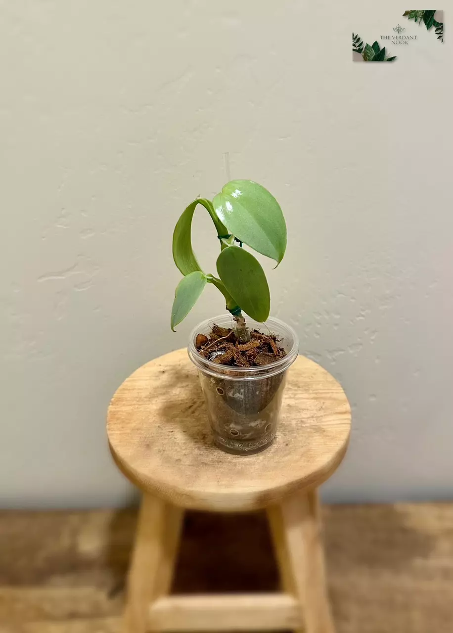 plant/Philodendron ‘Silver Sword’ | Climbing Philodendron Hastatum-1