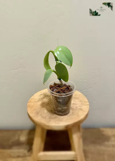 plant/Philodendron ‘Silver Sword’ | Climbing Philodendron Hastatum-1-thumbnail