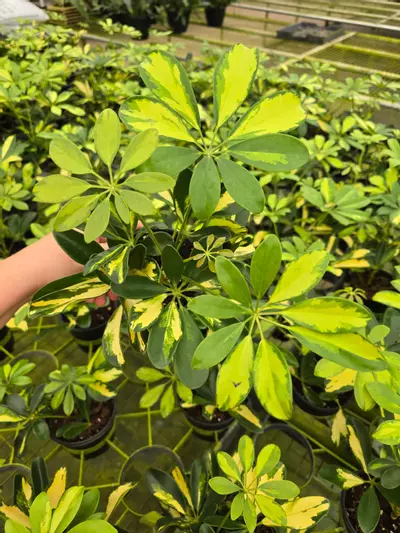 plant/Schefflera variegated-0-thumbnail