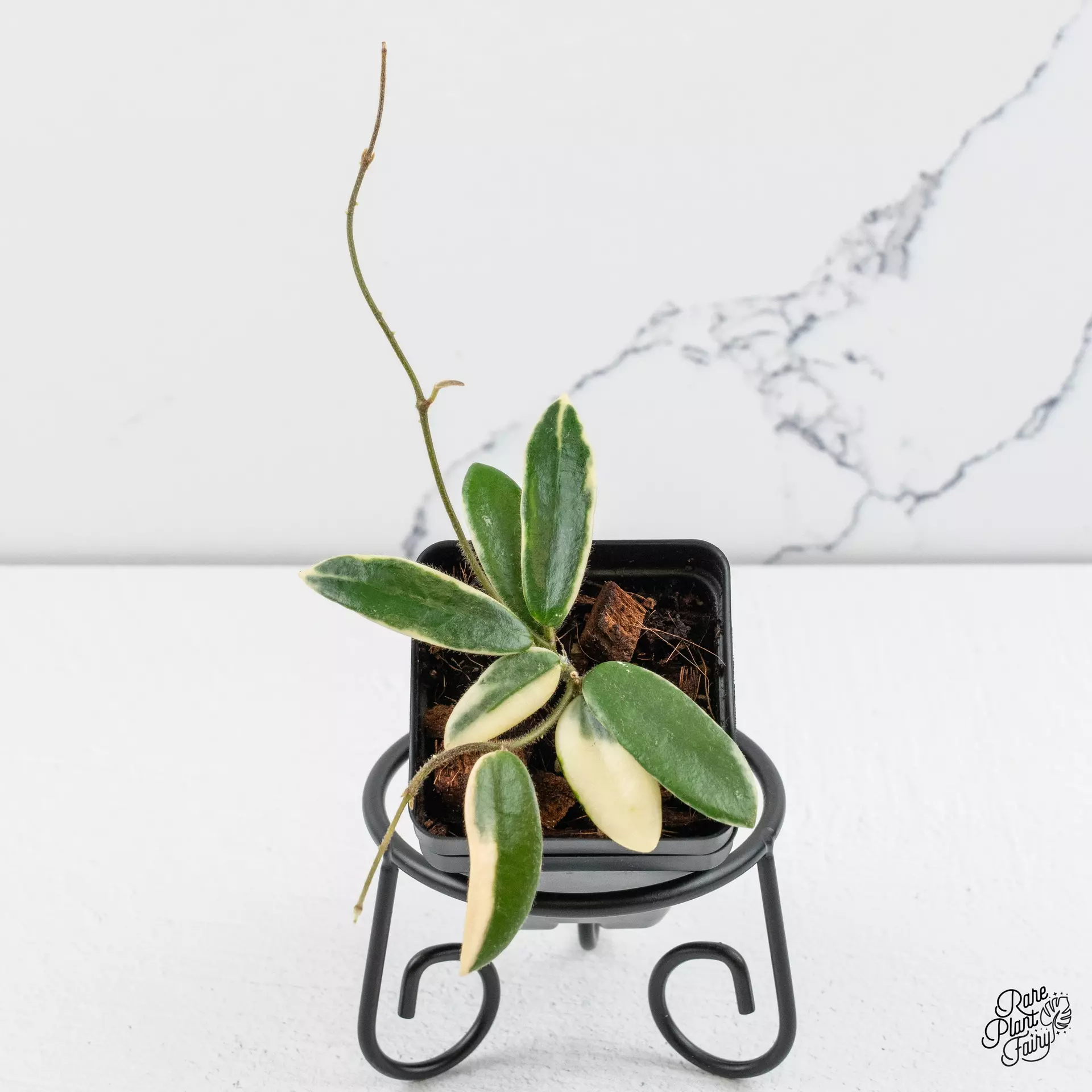 plant/Hoya 'Lyi prism' Pink Flower *Grower's Choice*-0