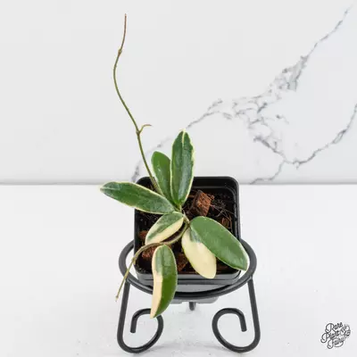 plant/Hoya 'Lyi prism' Pink Flower *Grower's Choice*-0-thumbnail