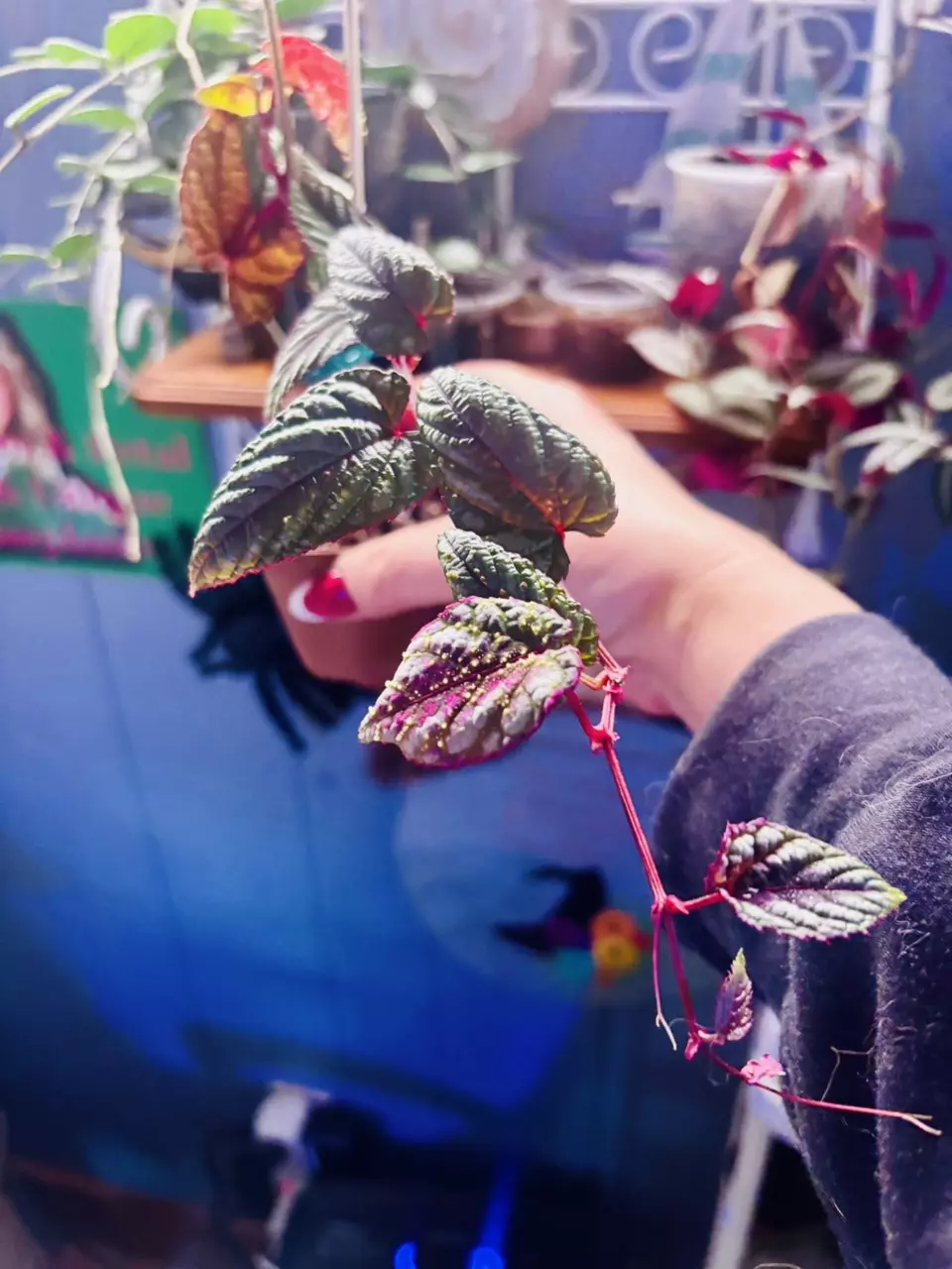 plant/3 begonia cissus discolor plants in one pot-0