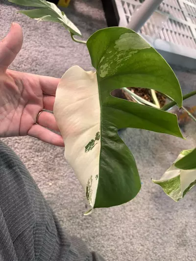 plant/Monstera Albo-3-thumbnail