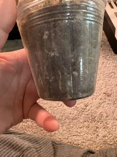 plant/Florida x Mayoi-3-thumbnail