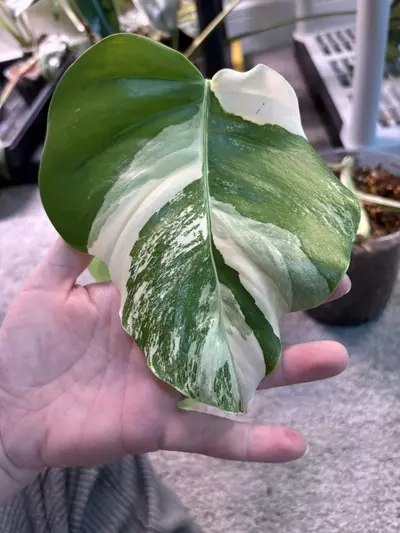 plant/Monstera Albo-4-thumbnail