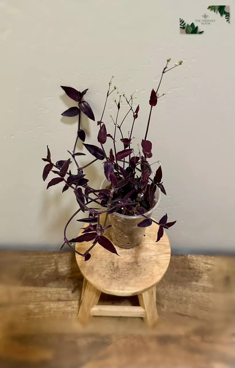 plant/Tradescantia ‘Jose Puig’ | Rare Gibasis | 5” Gothic House Plant-0