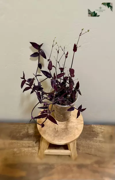 plant/Tradescantia ‘Jose Puig’ | Rare Gibasis | 5” Gothic House Plant-0-thumbnail