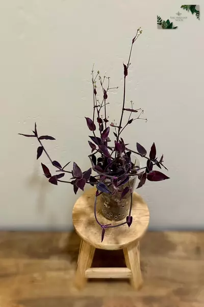 plant/Tradescantia ‘Jose Puig’ | Rare Gibasis | 5” Gothic House Plant-2-thumbnail