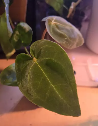 plant/Forgetii x Red Crystallinum-2-thumbnail