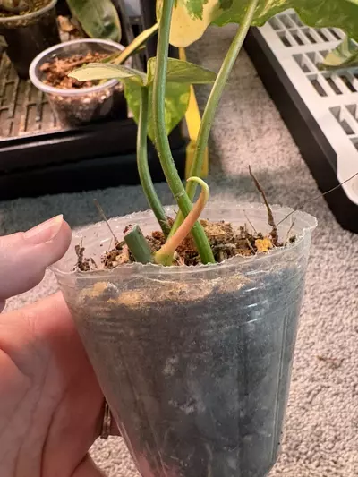 plant/Florida x Mayoi-2-thumbnail