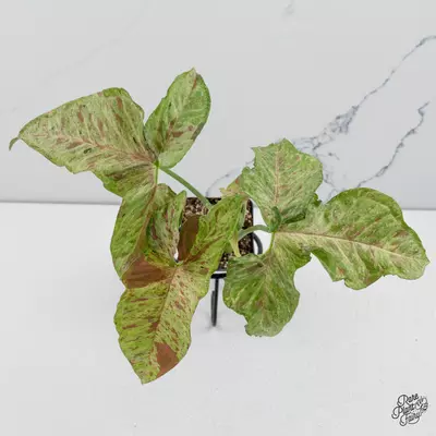 plant/Syngonium Milk Confetti Galaxy *Grower's Choice*-0-thumbnail