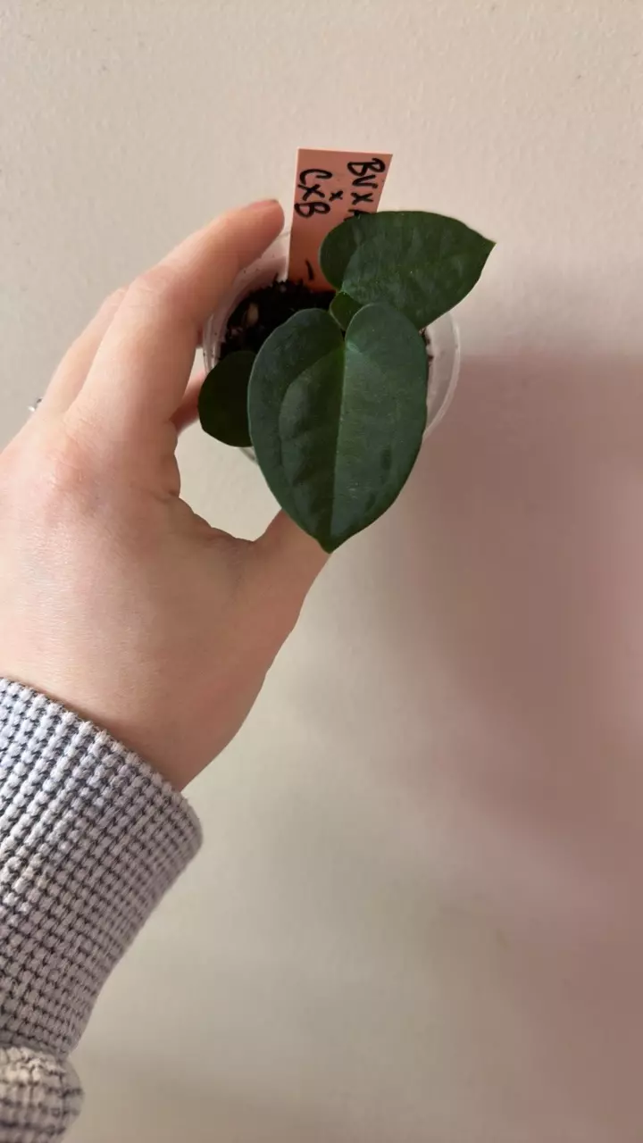 plant/Anthurium blue velvet x AOS X Carla x BVEP 5-0