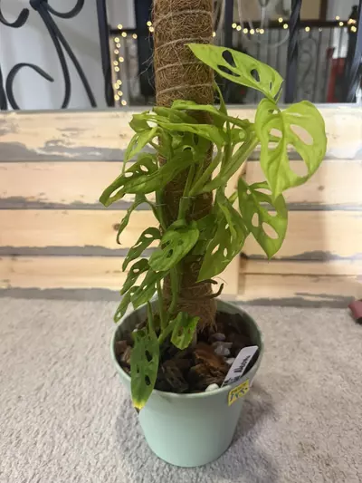 plant/Neon monstera adansonii  with coco pole-1-thumbnail