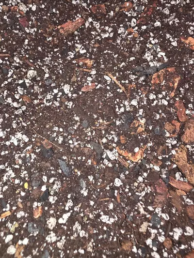 plant/Rashida’s Sacred Place - Sacred Soil Mix-3-thumbnail