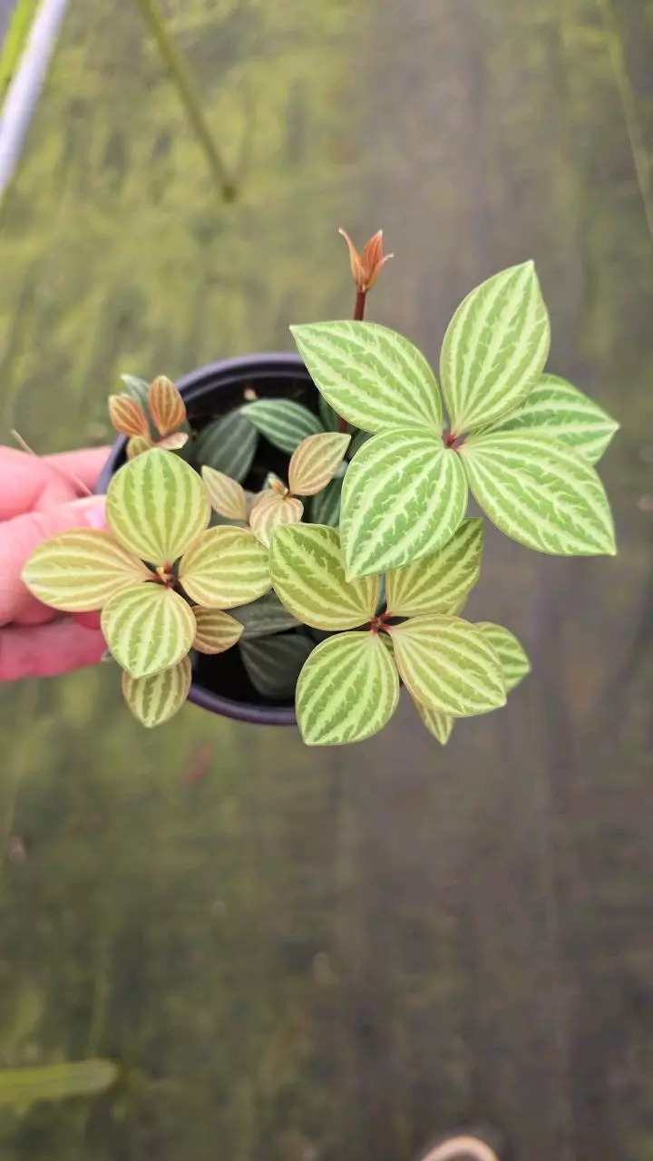 plant/Peperomia puteolata 4in GC-0
