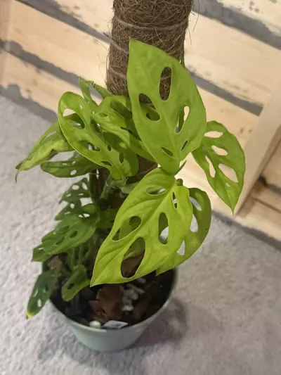 plant/Neon monstera adansonii  with coco pole-0-thumbnail