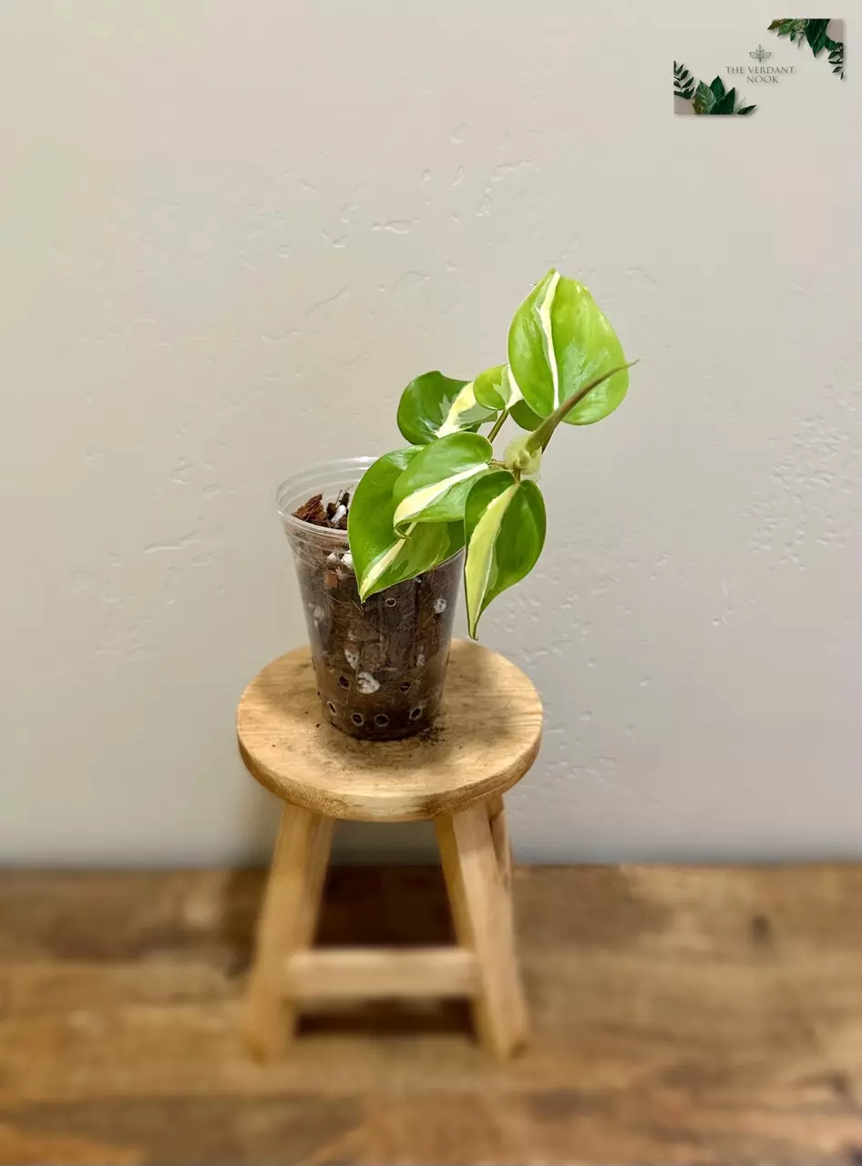 plant/Philodendron ‘Silver Stripe’ | Variegated Heartleaf Philodendron hederaceum | 4”-1