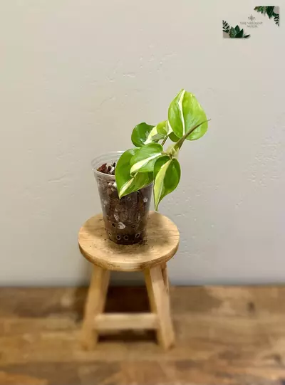 plant/Philodendron ‘Silver Stripe’ | Variegated Heartleaf Philodendron hederaceum | 4”-1-thumbnail