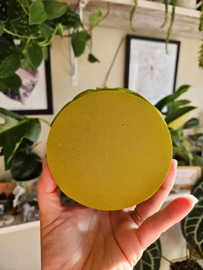 plant/4" monstera cache pot 3D print-3-thumbnail