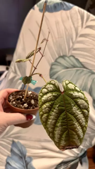 plant/Begonia Cissus Discolor-0-thumbnail