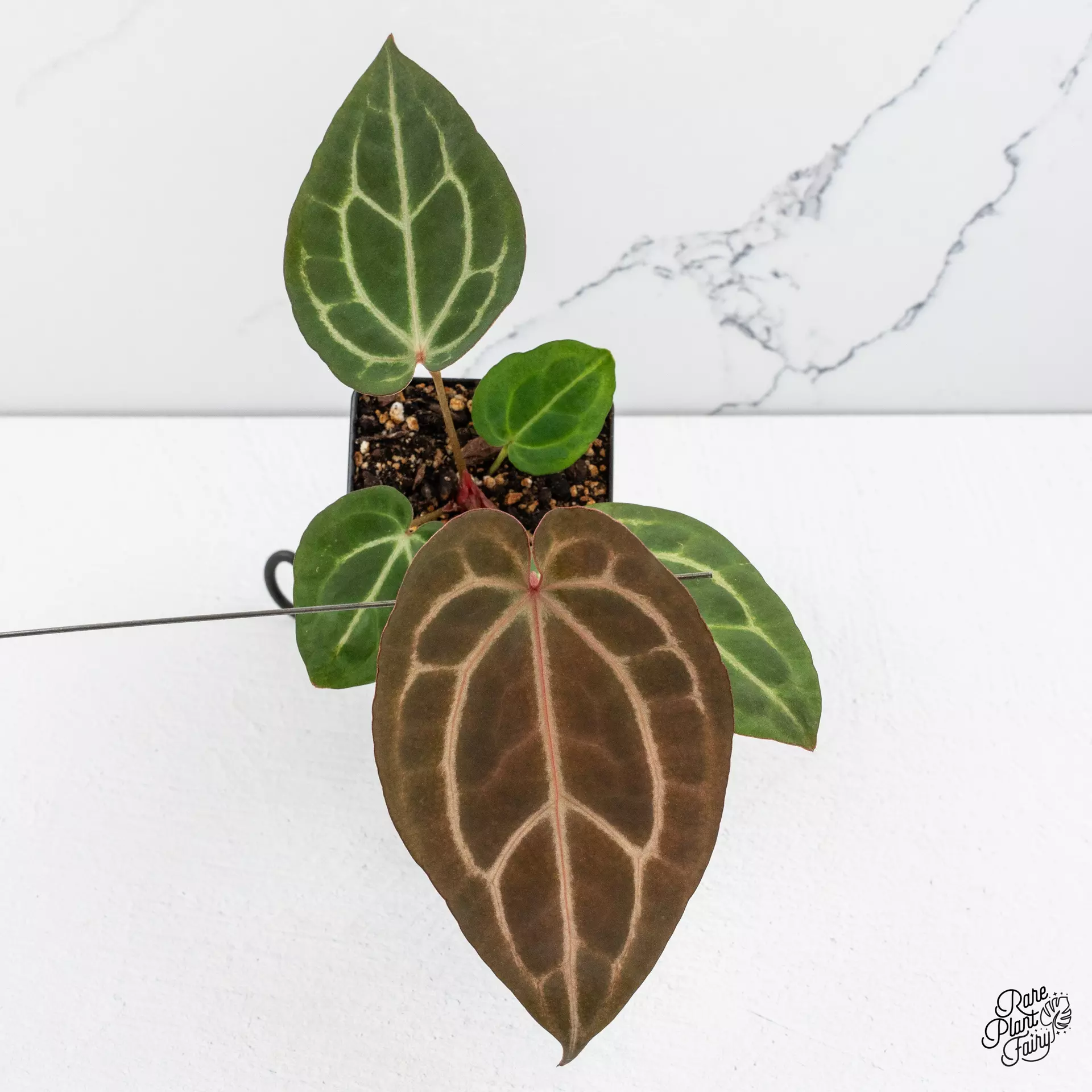 plant/Anthurium Home, Sweet Home '32' x Dark & Handsome '9' by DocBlock® *Grower's Choice*-0