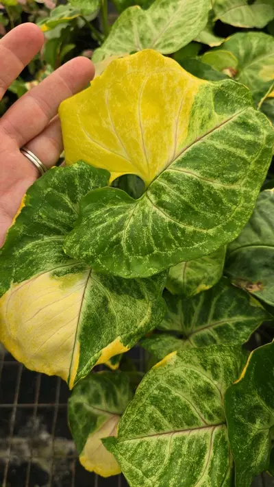 plant/Syngonium orm thong 4in GC-1-thumbnail