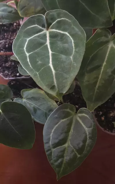 plant/Forgetii x Red Crystallinum-0-thumbnail