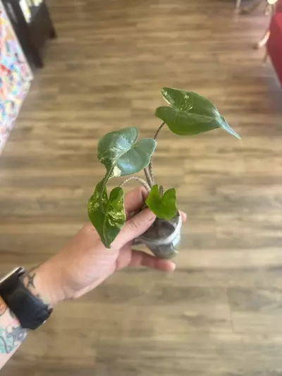 plant/Stingray Aurea Pup-0-thumbnail