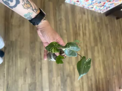 plant/Stingray Aurea Pup-1-thumbnail