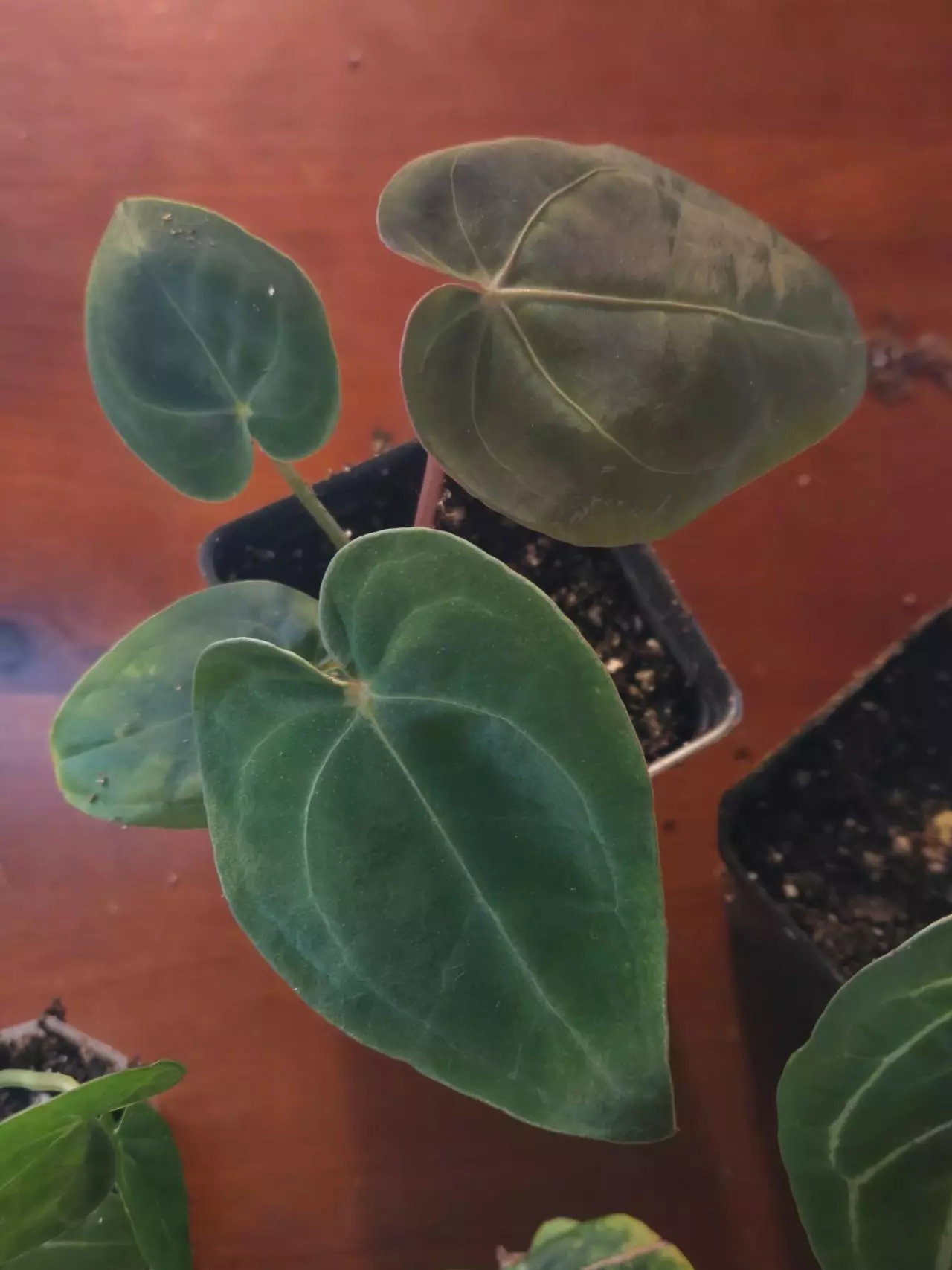 plant/Forgetii x Red Crystallinum-1