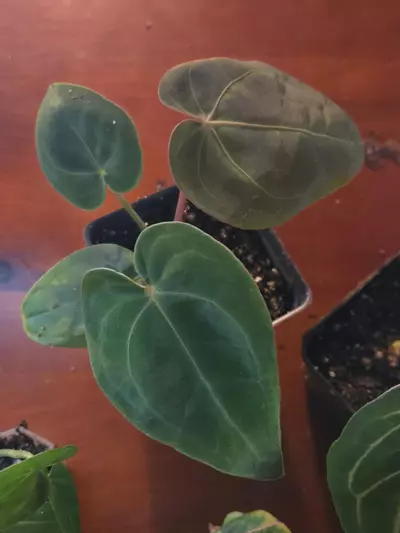 plant/Forgetii x Red Crystallinum-1-thumbnail