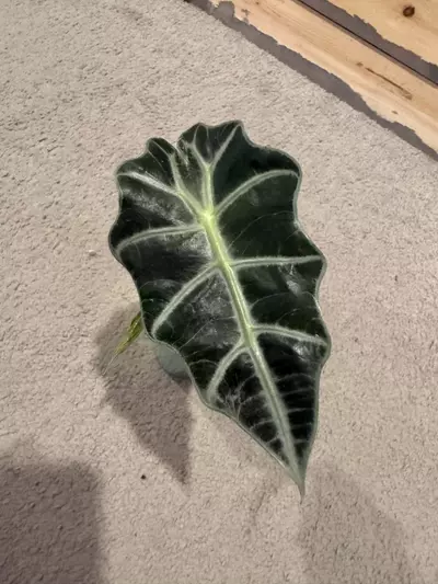 plant/Alocasia sanderiana Bull (pink Reverted )-1-thumbnail