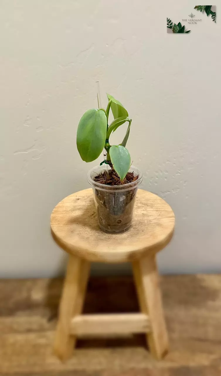 plant/Philodendron ‘Silver Sword’ | Climbing Philodendron Hastatum-4