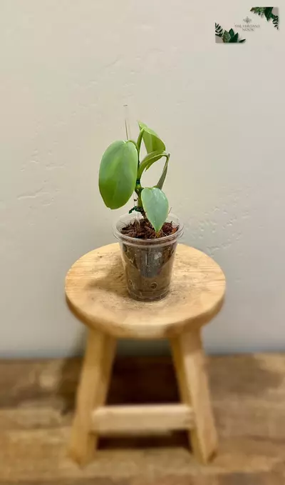 plant/Philodendron ‘Silver Sword’ | Climbing Philodendron Hastatum-4-thumbnail