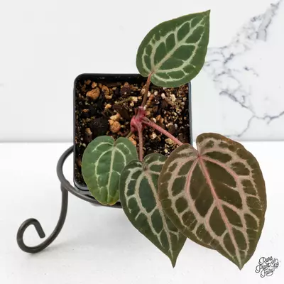 plant/Anthurium Home, Sweet Home '32' x Zara '14' by DocBlock® *Grower's Choice*-0-thumbnail