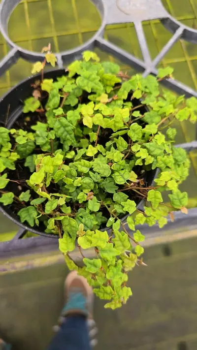 plant/String of Frogs 4in GC-0-thumbnail