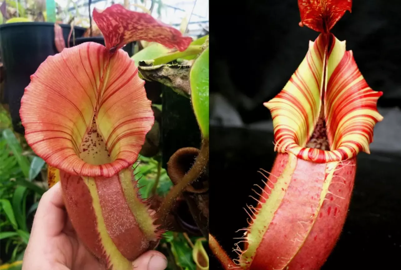 plant/(Rokko x boschiana) x veitchii) x veitchii(m) pink x veitchii x candy dreams SG-1