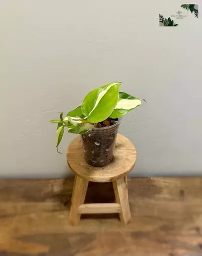 plant/Philodendron ‘Silver Stripe’ | Variegated Heartleaf Philodendron hederaceum | 4”-3-thumbnail